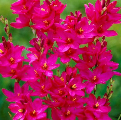 Ixia Venus 20st