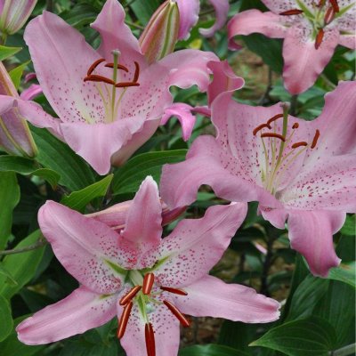 Orientalisk Lilja Josephine 3st