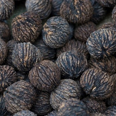 Juglans nigra, Svart Valnöt, 6-8 stam C