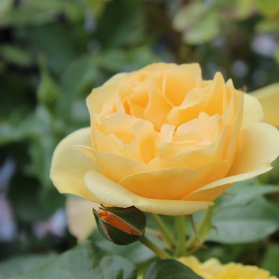 floribunda Julia Child ® (Absolutely Fabulous), Rabattros, C4