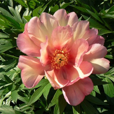 Paeonia itoh hybr. Julia Rose, Itoh Pion, C3