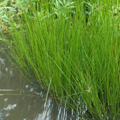 Juncus effusus Spiralis, Veketåg, P9cm
