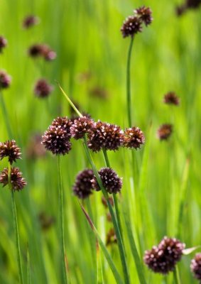 Juncus ensifolius, Svärdtåg, P9cm