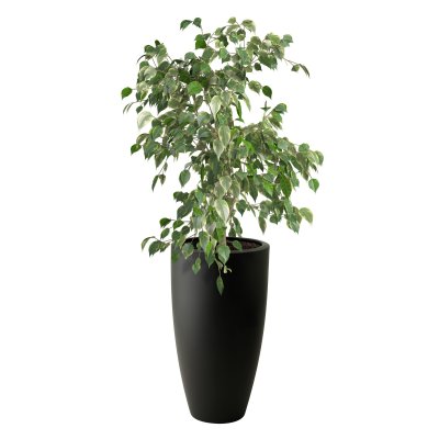 June Round High Black