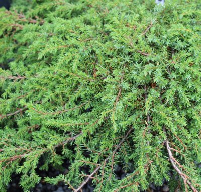 Juniperus communis Green Carpet, Krypen, 20-25 C2