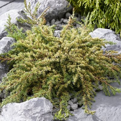 Juniperus communis Lemon Carpet, Krypen