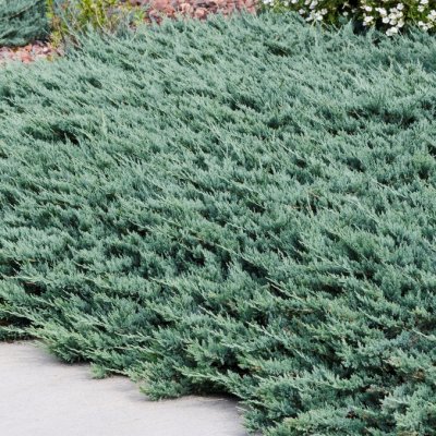 Juniperus horizontalis Blue Chip, Amerikansk Krypen