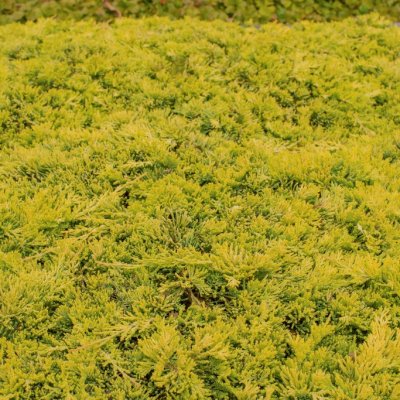 Juniperus horizontalis Golden Carpet, Amerikansk Krypen, C2