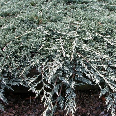 Juniperus horizontalis Icee Blue ®, Amerikansk Krypen