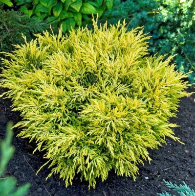 Juniperus horizontalis Limeglow, Amerikansk Krypen
