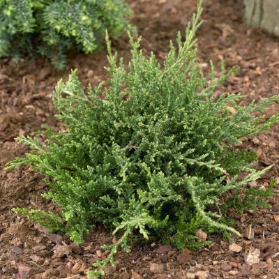 Juniperus horizontalis Prince of Wales, Amerikansk Krypen, 30-40 C3,5