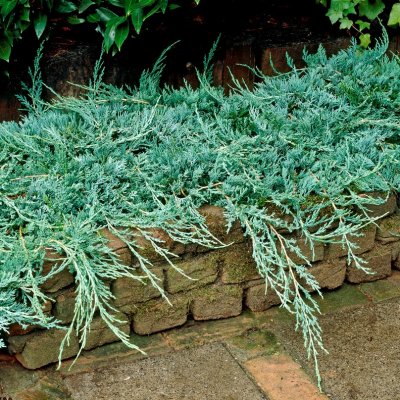 Juniperus horizontalis Wiltonii (Glauca), Blå Krypen
