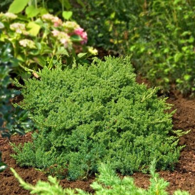 Juniperus procumbens Nana, Japansk Krypen, 30-40 C3,5