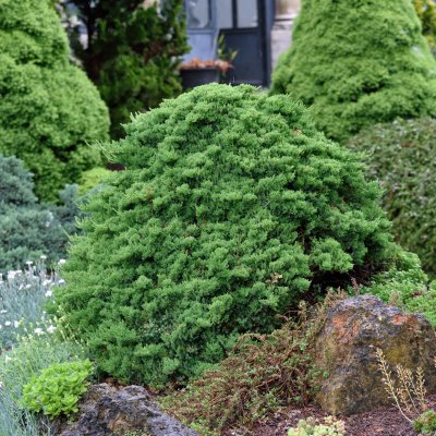 Juniperus procumbens Nana, Japansk Krypen, 30-40 C3,5