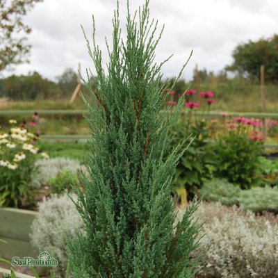 Juniperus scopulorum Blue Arrow, Röden, 60-80 C3,5