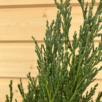 Juniperus scopulorum Moonglow, Röden