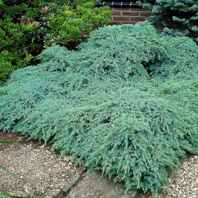 Juniperus squamata Blue Carpet, Mattblåen