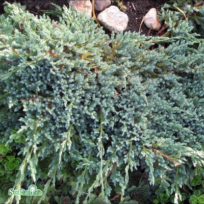 Juniperus squamata Blue Carpet, Mattblåen, 20-25 C2
