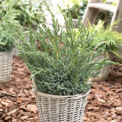 Juniperus squamata Blue Compact, Himalayaen