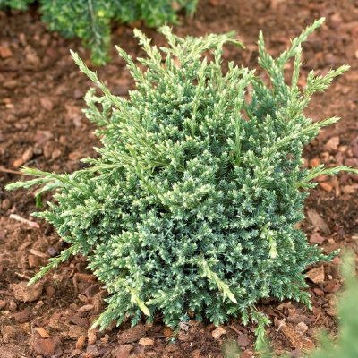 Juniperus squamata Holger, Blåen