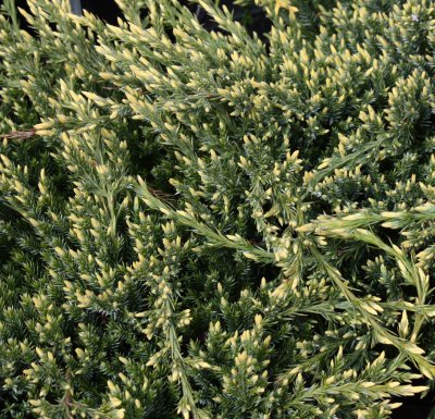 Juniperus squamata Holger, Blåen, 15-20 C2