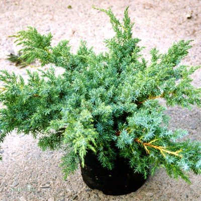 Juniperus squamata Blue Swede (Hunnetorp), Himalayaen, 20-25 C2