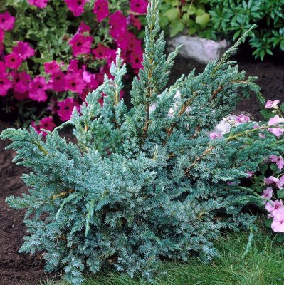 Juniperus squamata Meyeri, Blåen, 20-25 C2