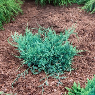 Juniperus virginiana Grey Owl, Blyertsen, 30-40 C3,5