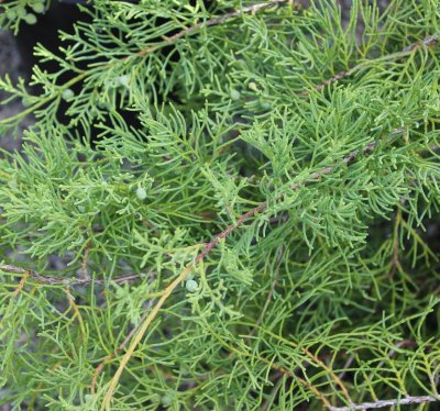 Juniperus virginiana Grey Owl, Blyertsen, 30-40 C3,5