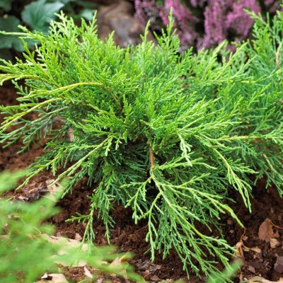 Juniperus x pfitzeriana Old Gold, Kinesisk En, 20-25 C2