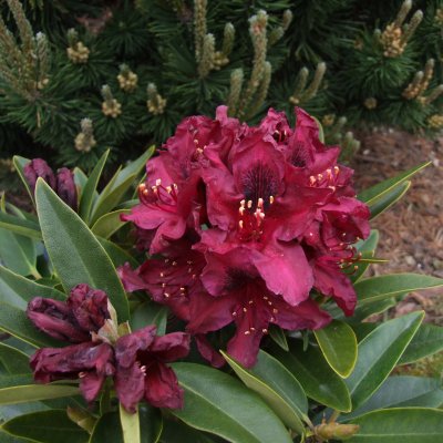Rhododendron hybr. Kali