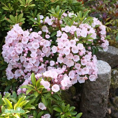 Kalmia latifolia Elf, Bredbladig Kalmia, 20-30 C3