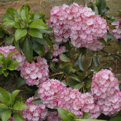 Kalmia latifolia Little Linda, Bredbladig Kalmia