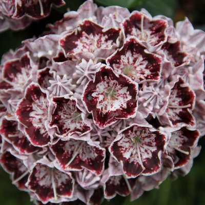 Kalmia latifolia Nani, Bredbladig Kalmia