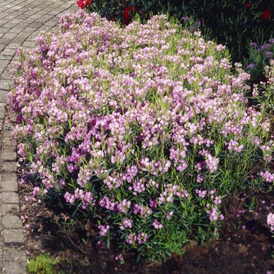 Kalmia polifolia, Tuvkalmia
