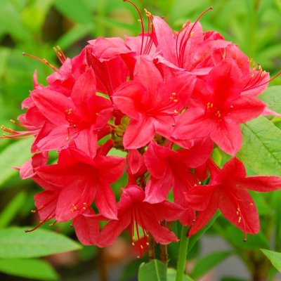 Rhododendron viscosa Karminduft, Sommar Azalea, 40-50 C5