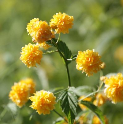 Kerria japonica Pleniflora, Kerria