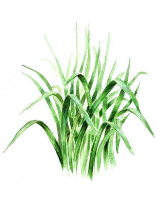 Gräslök, Kinesisk