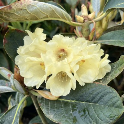 Rhododendron hybr. King Size