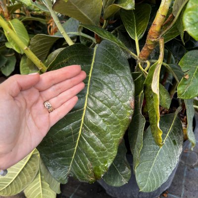 Rhododendron hybr. King Size