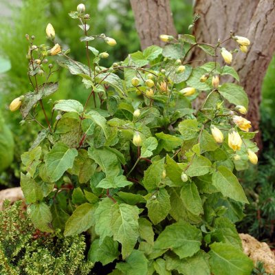 Kirengeshoma palmata, Vaxklocka, P11cm