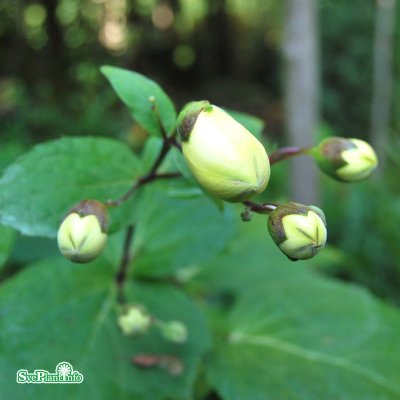 Kirengeshoma palmata, Vaxklocka, P11cm