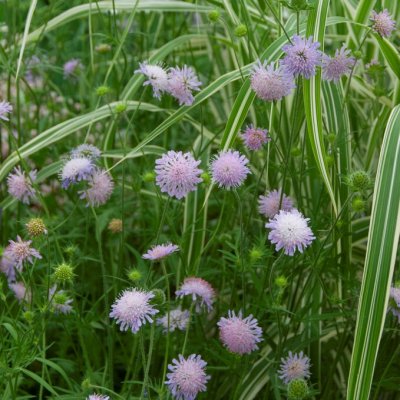 Knautia arvensis, Åkervädd, P9cm