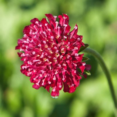 Knautia macedonica Mars Midget, Grekisk Vädd, P9cm