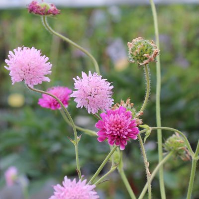 Knautia macedonica Melton Pastels, Stor Grekisk Vädd, P9cm