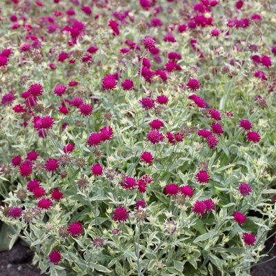 Knautia macedonica Thunder and Lightning, Grekisk Vädd