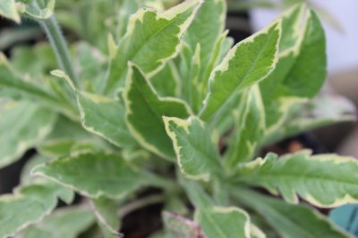 Knautia macedonica Thunder and Lightning, Grekisk Vädd, P9cm