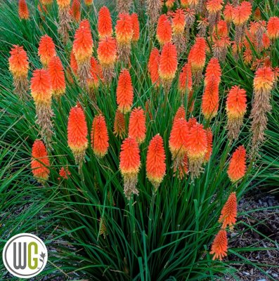 Kniphofia hybrid Pyromania ® Backdraft, Fackellilja