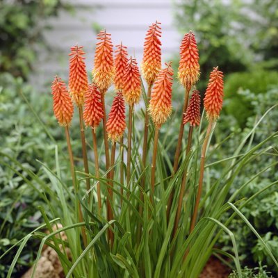 Fackellilja Red Alcazar 1st