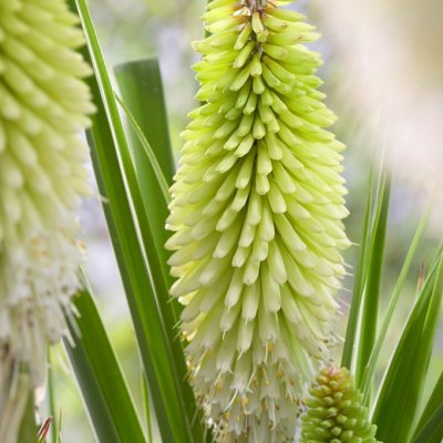 Kniphofia cultorum Ice Queen, Rabattfakellilja, P9cm
